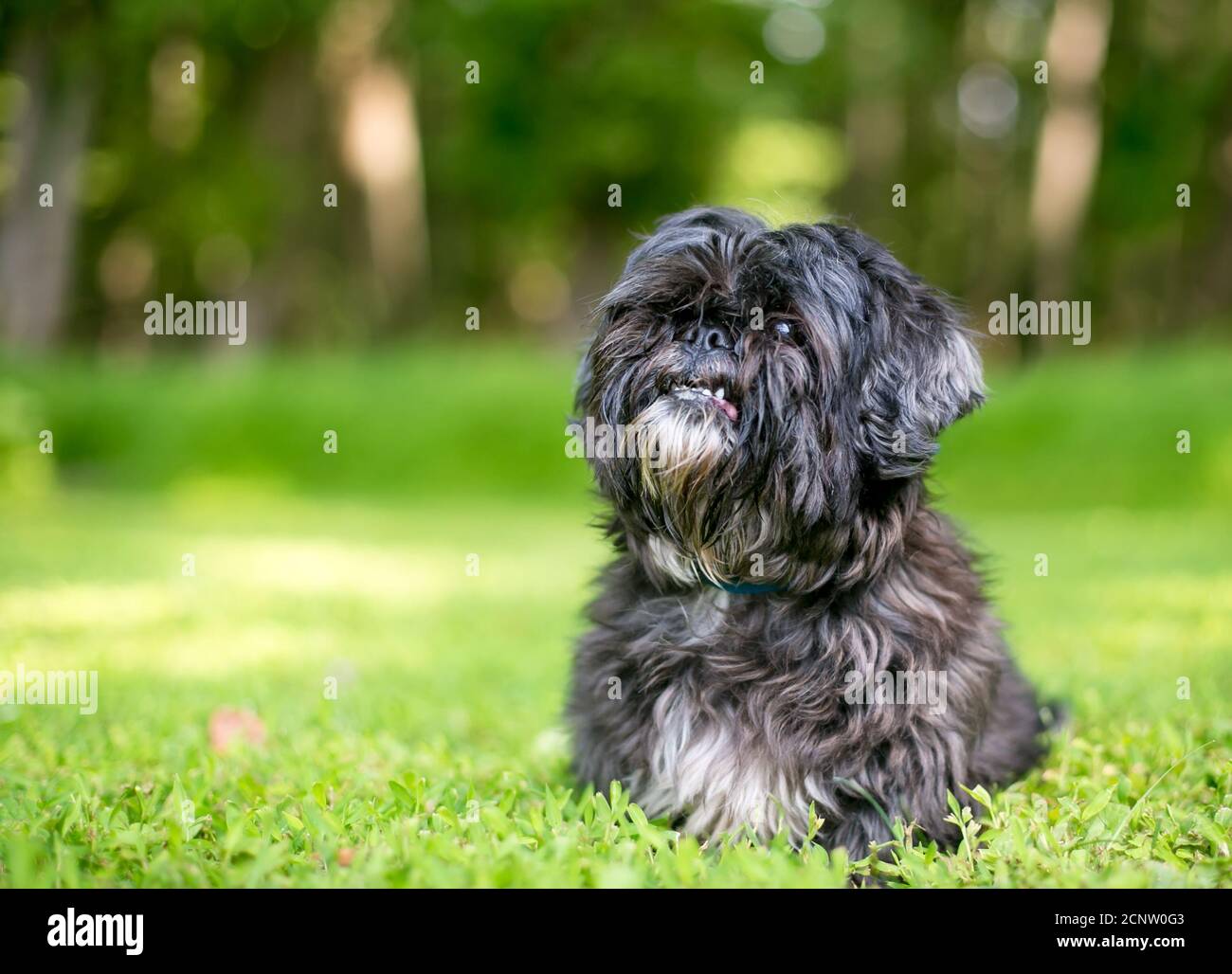 A scruffy Lhasa Apso mixed breed dog sitting outdoors and looking up Stock Photo