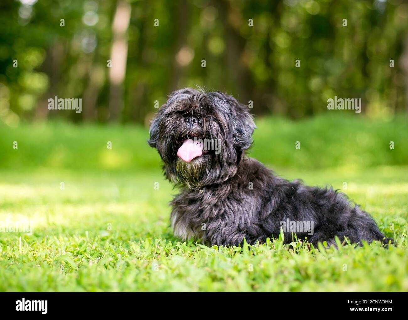 A scruffy Lhasa Apso mixed breed dog sitting outdoors with a happy expression Stock Photo