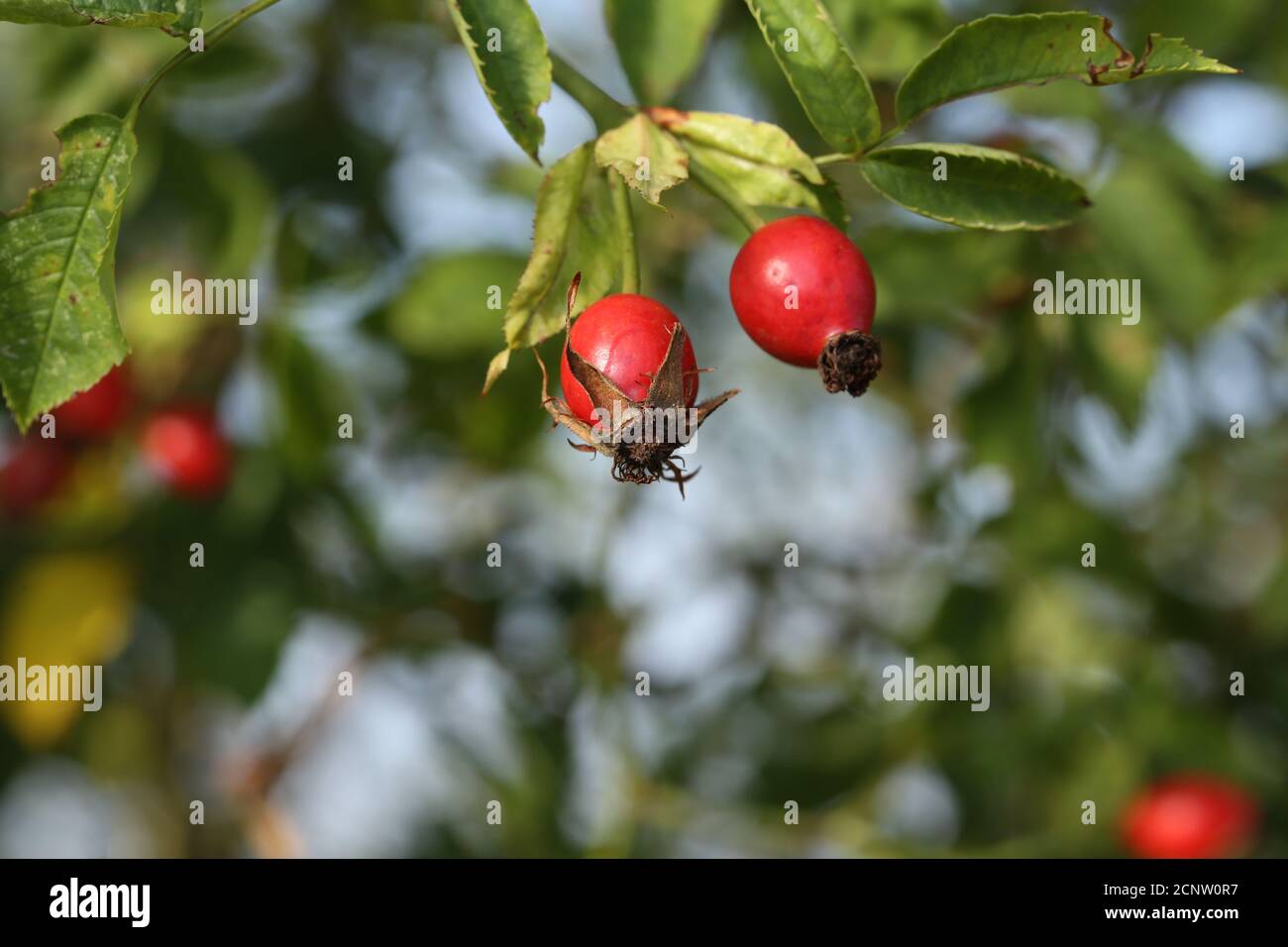 Rose hips growing tree branch hi-res stock photography and images - Alamy