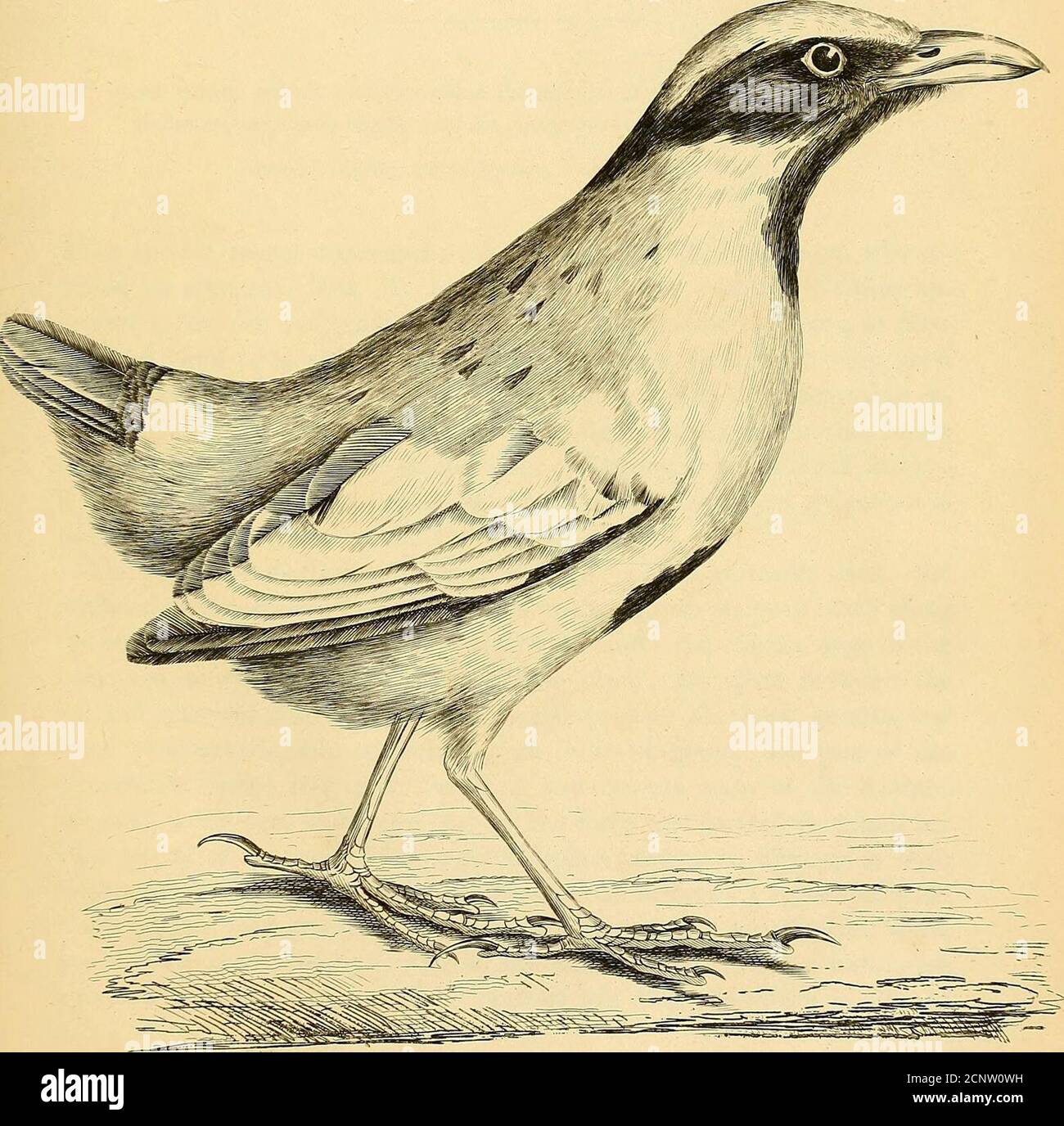. Illustrations of ornithology . 77.. J////r ,&gt;//i/^/rt//.y PITTA STREPITANS, Temmmck.Noisy Pitta. PLATE LXXVII. P. supra viridis, subtus ochracea, pileo ferrugineo, medio linea nigra, genis, nuchaabdomineque medio nigris, scapulis europygio coeruleis, crista coccinea. Breve reveilleur; Pitta strepitans, Temm. PI. Col. 333. This species seems unnoticed until the figure of M. Temminck, who re-ceived his specimen from Mr Leadbeater of this country. It then ap-peared to be the only individual of this form known to belong to NewHolland; and it is only lately that Mr Swainson has, upon very good Stock Photo