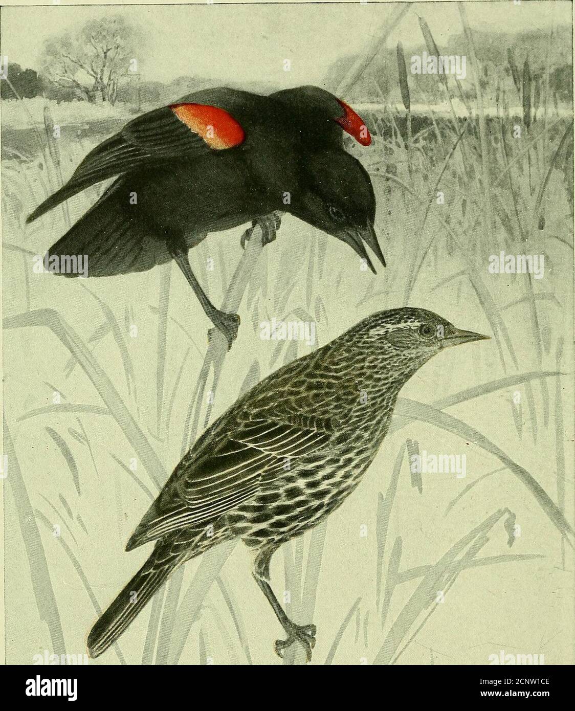 . The oriole : official organ of the Somerset Hills Bird Club . rd Club Membership 2 List of Officers and Members 3 Red-winged Blackbird (coloredplate) to face 3 Opportunities of Bef^nardsville, by William S. Post 4 A Few Friendly Foreigners ifi Feathers, by Lilian Gillette Cook 8 House Wren (colored plate) to face 9 The Destruction of Bird Life in Bernardsville by Meredith H. Pyne 13 JVljy Study Birds f Its Practical and Esthetic Value, /^y John Dryden Kuser 15 Nesting of the Merganser in 1913, by William S. Post 18 Intensive Field Observation, by C. William Beebe 24 Bob White (coloredplate) Stock Photo