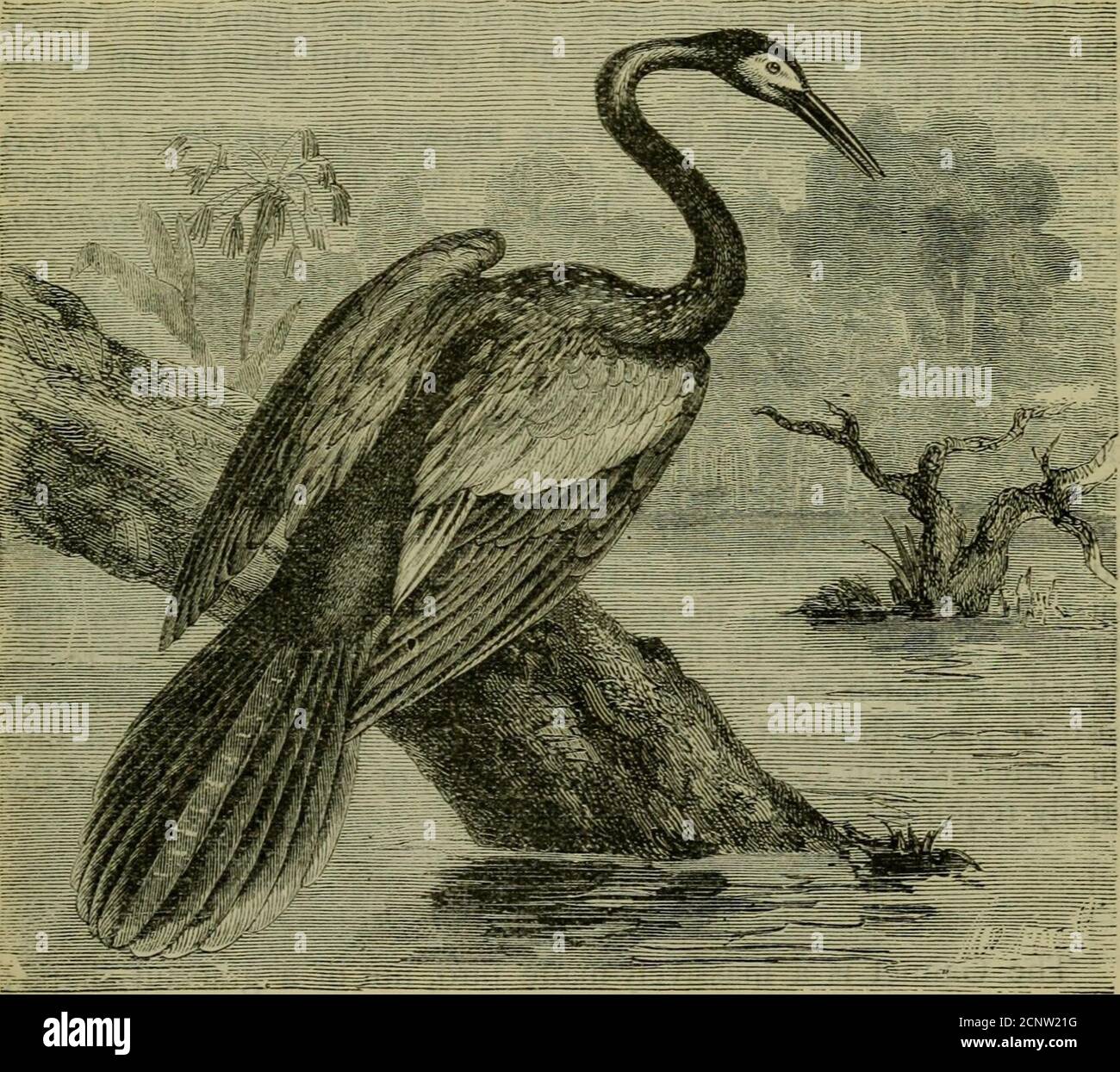 Bird crest of wave hires stock photography and images Alamy