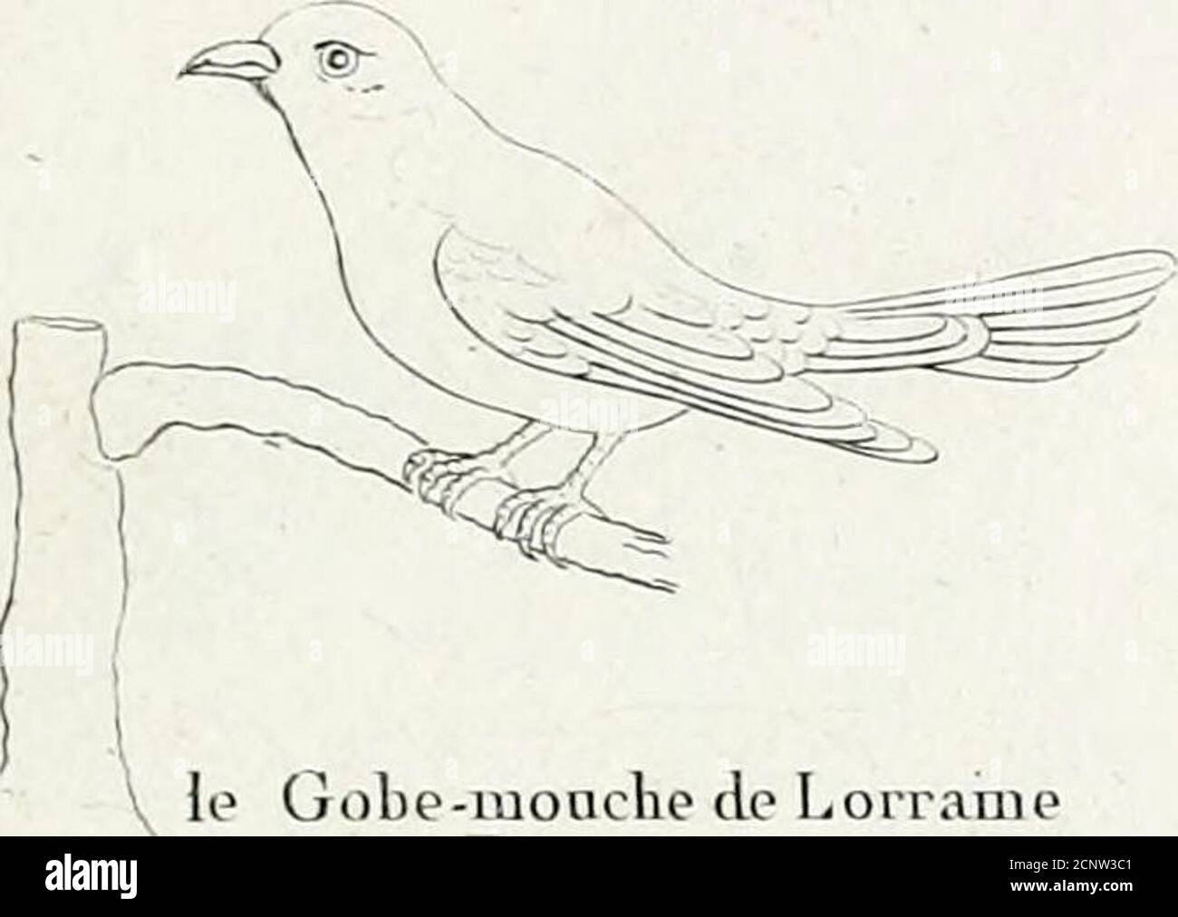 page 9 dans le noir high resolution stock photography and images alamy coloriage dinosaure mangeant de la viande