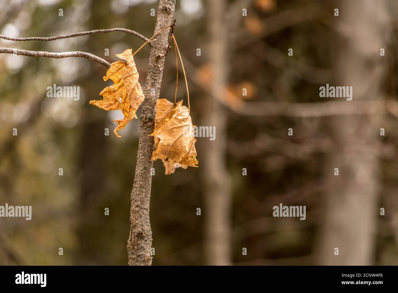 Maple leaves surviving the winter in Crawford Lake, Ontario Stock Photo