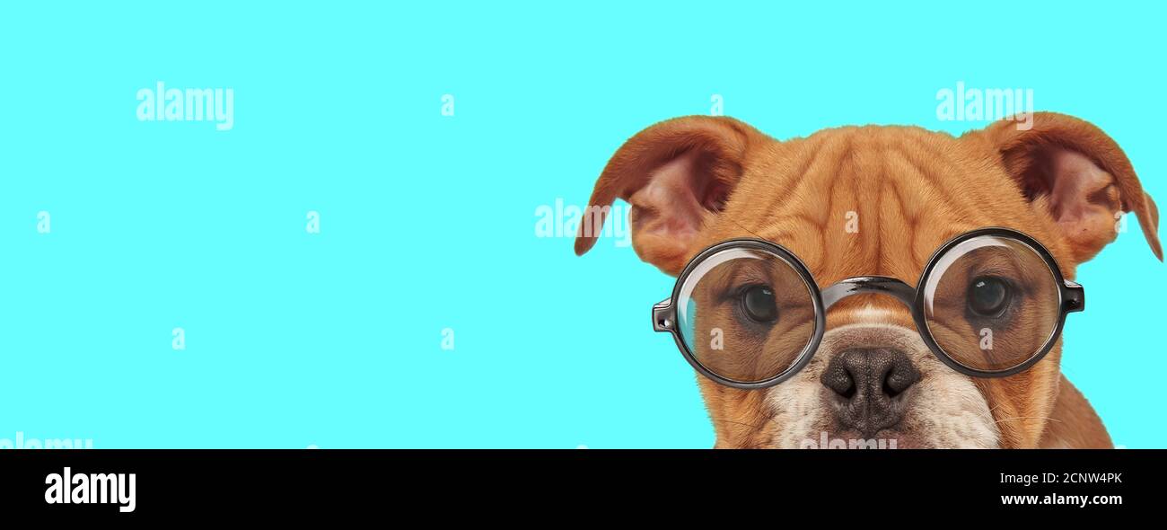 nerdy adorable English Bulldog dog with only half of face exposed, wearing eyeglasses on blue background Stock Photo