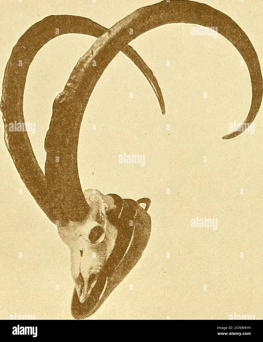 . Records of big game with their distribution, characteristics, dimensions, weights, and horn & tusk measurements . /♦r Skull and Horns of Arabian Ibex. Shot by Major W. Merewether. ,5. and C—-S. ARABIAN and SINAITIC RACES (C. nubiana mengesi and sinaitica). Lengthon frontcurve. Circum-ference. Tip toTip. Locality. Owner. 50 9 Southern Arabia Capt. J. T. Brinkley. 42 7i Arabia East India Club. 414 8 l6b Do. Sir Edmund G. Loder, Bart 39i 8| 19I South-East Arabia Hon. Walter Rothschild. 3§i 7h 12 Sinai R. Hayne. 37f 7 i3i Do. Capt. C. P. Hey wood. 374 6i 12 Do. P. Swan. 36| 74 9i Do. W. H. Totti Stock Photo
