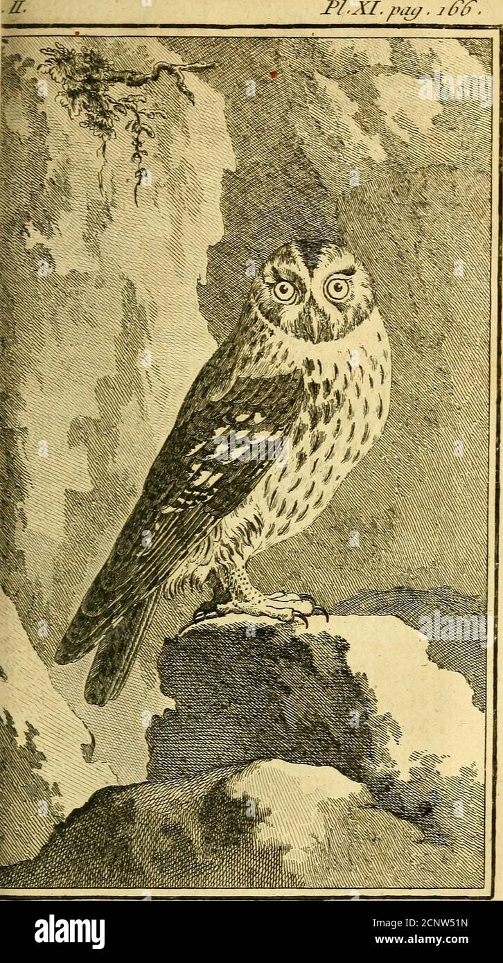 Chat Huant High Resolution Stock Photography And Images Alamy