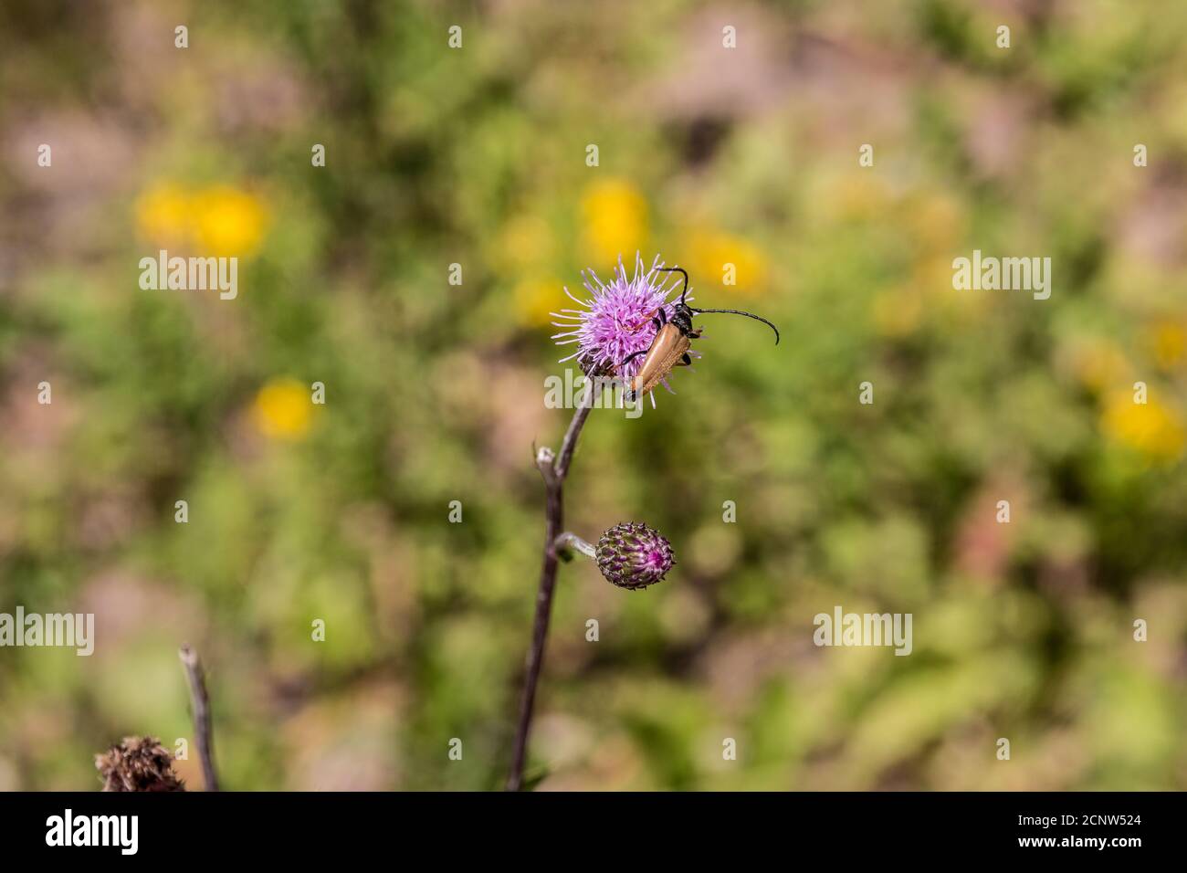 Little  brown bug on violet flower in the middle of the wildflower meadow Stock Photo
