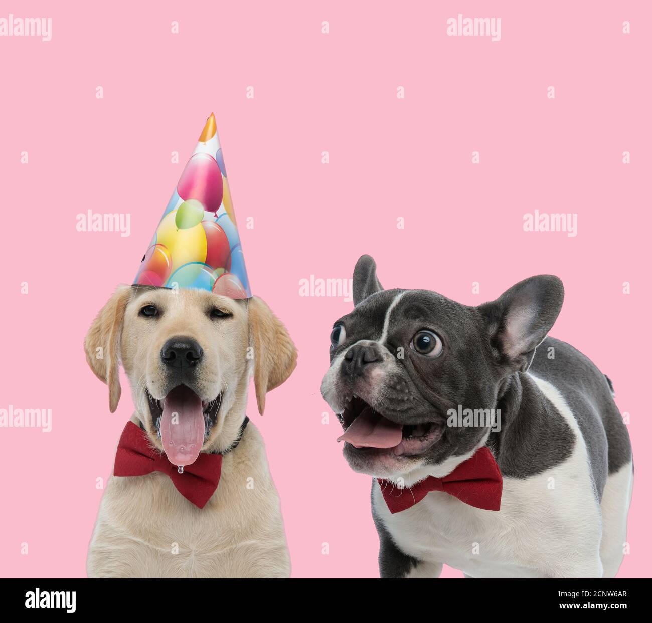 team of labrador retriever and french bulldog wearing red bowtie and ...