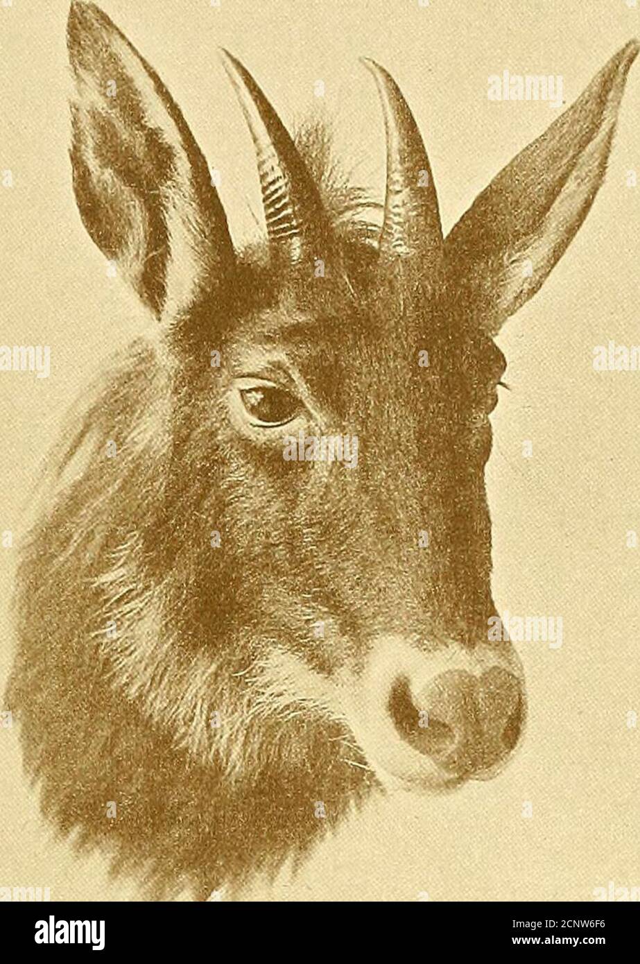 . Records of big game with their distribution, characteristics, dimensions, weights, and horn & tusk measurements . WS. Gni Lu of Chinese. Species. Length Tip to Collected by on front Girth, rj!. Locality. Owner. curve. Capricornis milne-edwardsi Abbe A. David -%-8A 7h 7s 42 Moupin, Sze-chuan Paris Museum(Type). -8 Ichang . Comdr. F. B.Noble, R.N. 75/5 3§ 3i Shen-si . K. K. Horn. Nemorhsedus cinereus Abbe A. David -j9 7h 3s3 3t^ Sze-chuanNankou . Paris Museum (Type).W. F. Collins. ,, caudatus Abbe A. David -6^Ti61 -, 94 3b3* North of Pekin ? Paris Museum (Type).British Museum griseus . Do. Stock Photo