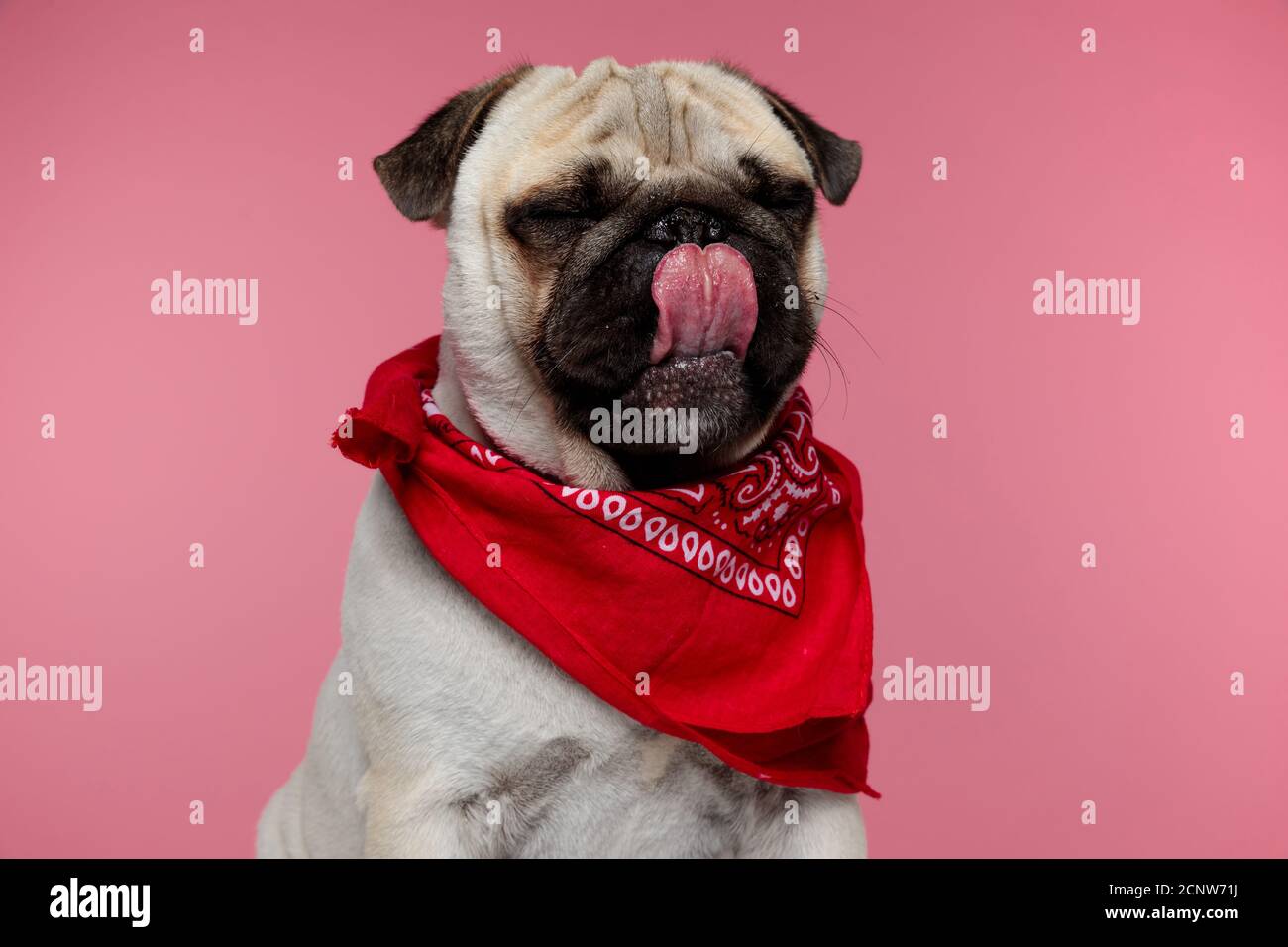 sweet pug dog licking his mouth, closing his eyes and dreaming at a