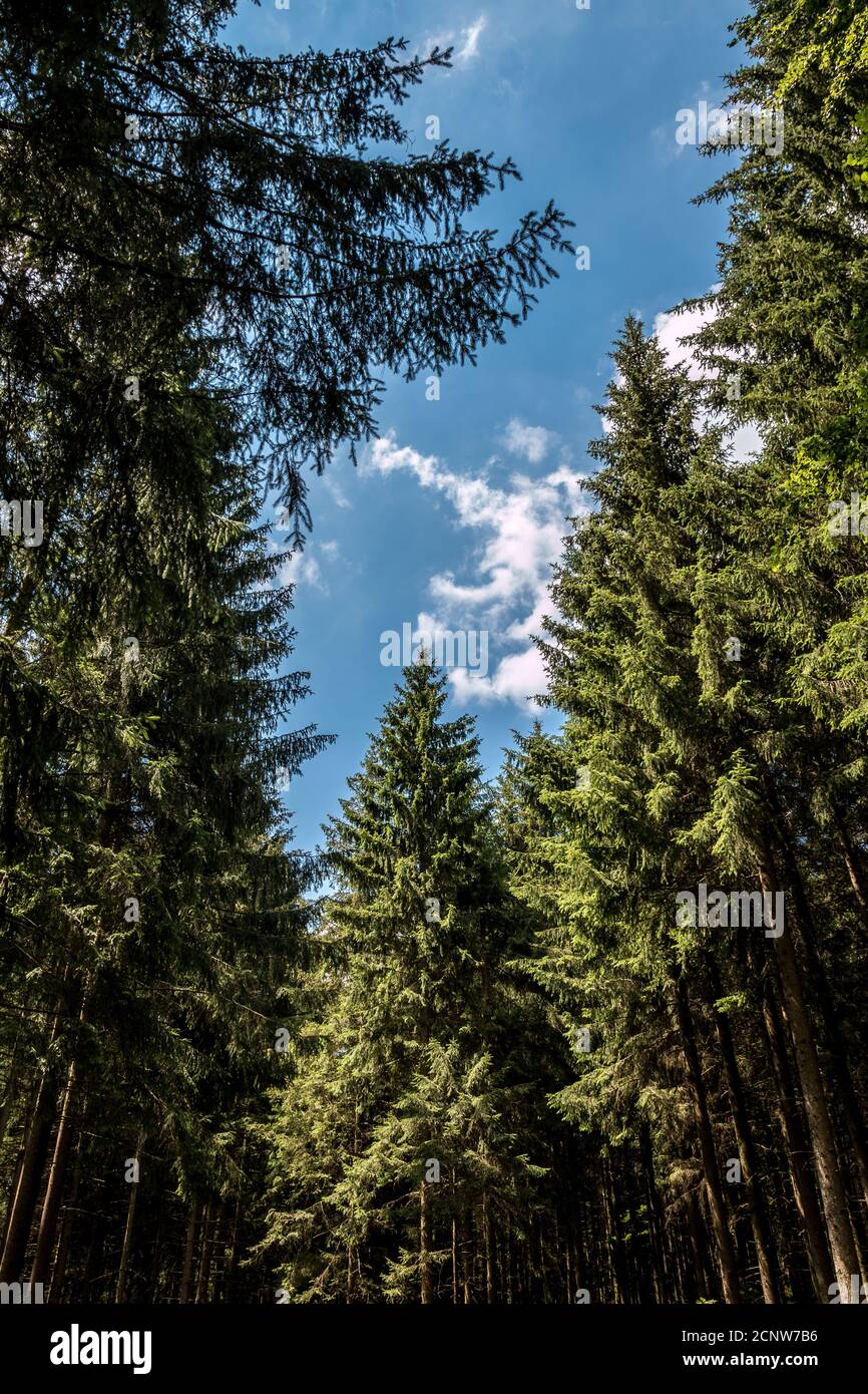 Trees and the green sky deep inside the woods Stock Photo