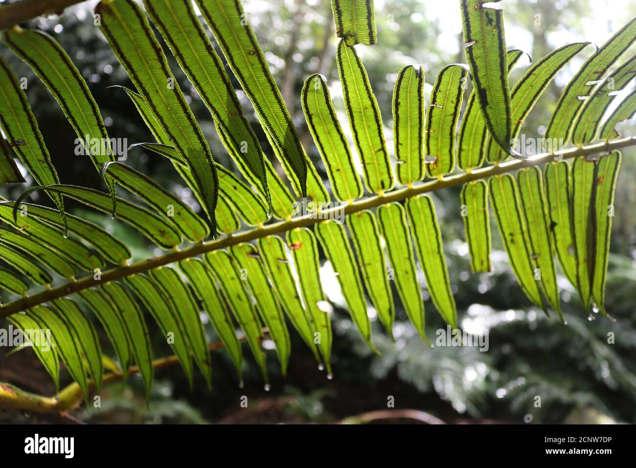 Tropical plant hawaii hi-res stock photography and images - Alamy