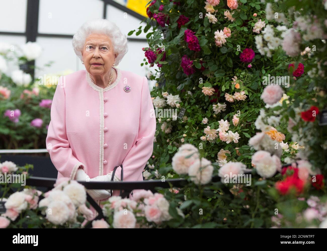 Chelsea Queen Roses High Resolution Stock Photography And Images Alamy