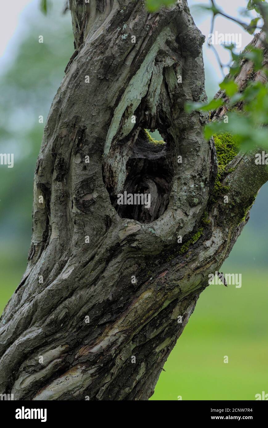 Alter Baum welcher Unterschlupf einer Spinne bietet Stock Photo