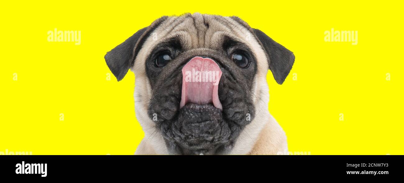 pug licking nose