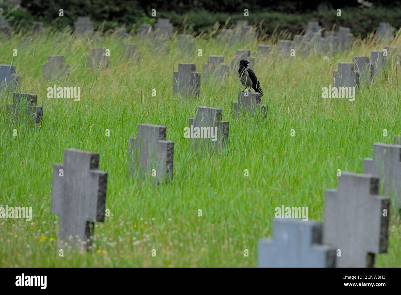 Rabe hält inne auf einem Grabstein Stock Photo