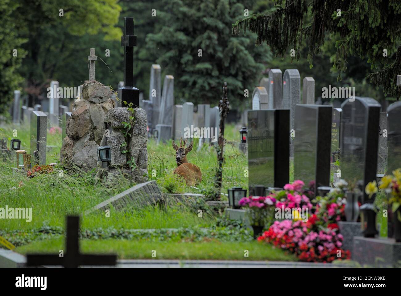 Rehbock am Wiener Zentralfriedhof Stock Photo