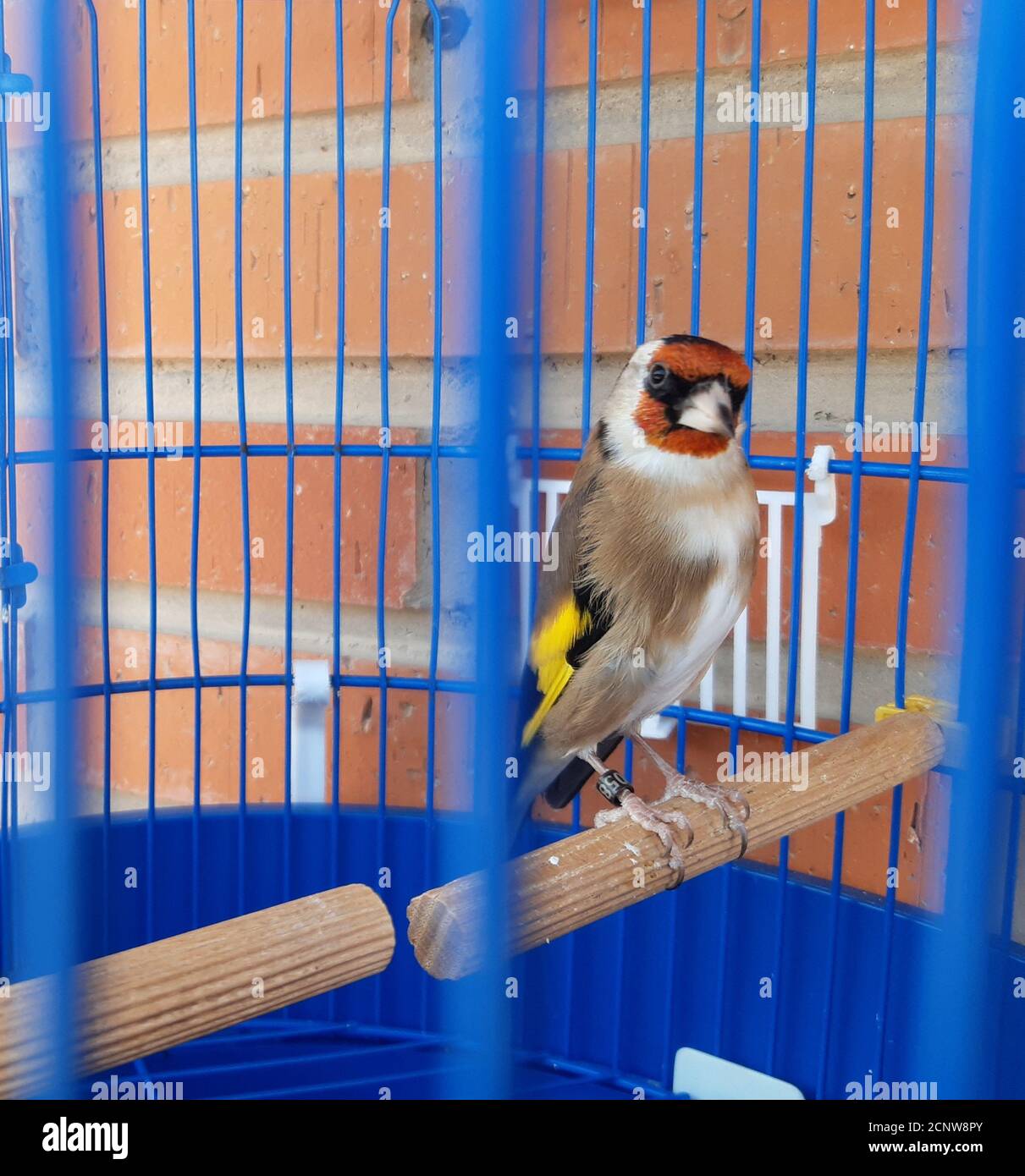 Goldfinch cage hires stock photography and images Alamy