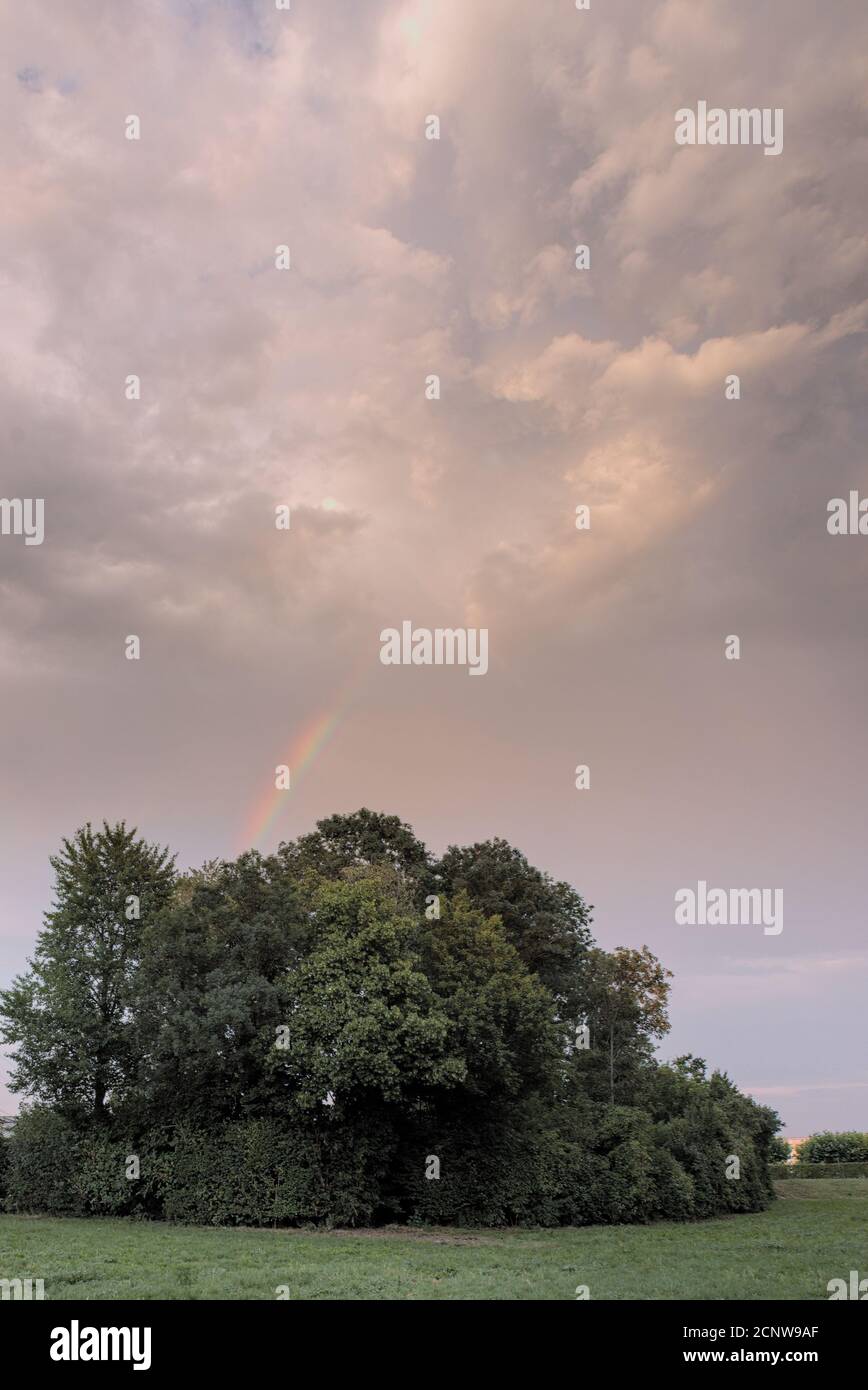 Regenbocken hinter einem Busch mit Wolkengebilde Stock Photo