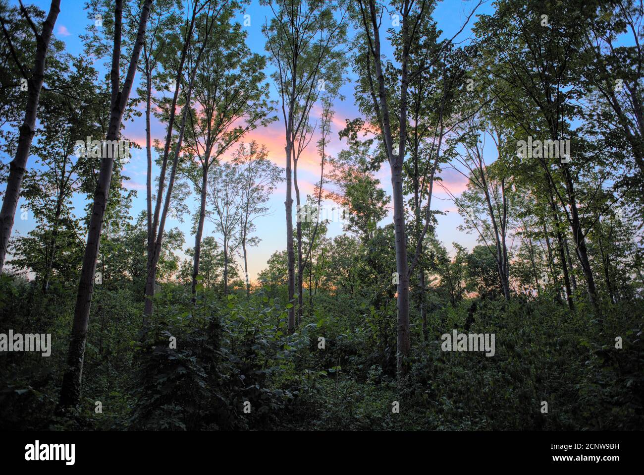 In einem Wald mit Blick in Richtung Sonnenuntergang Stock Photo