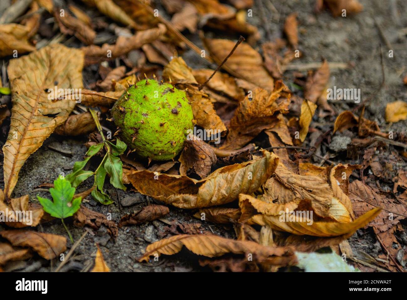 herabgefallene Kastanie zwischen alten Blättern Stock Photo