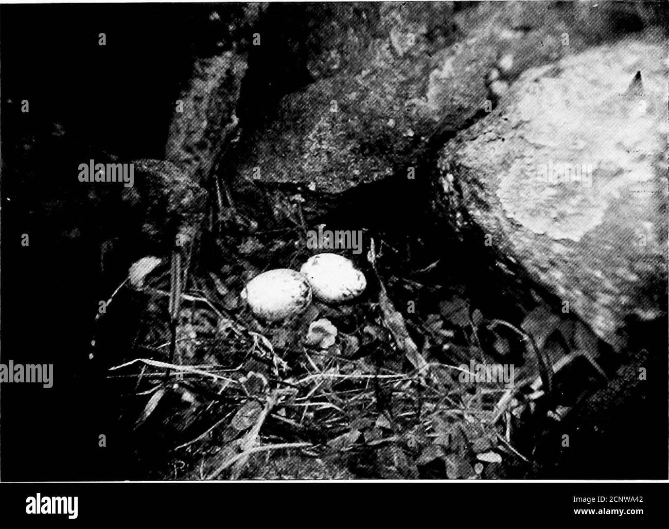 . North American birds eggs . [Crcaiuy white] ItsThe Stock Photo - Alamy