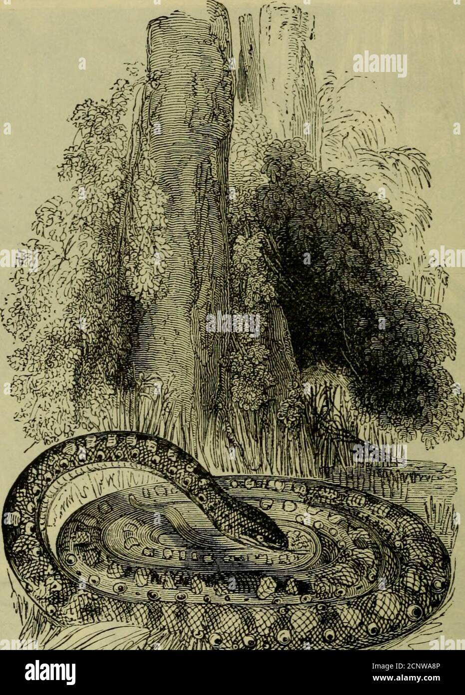 . Reptiles and birds : a popular account of their various orders, with a description of the habits and economy of the most interesting . Fig. li..—Guinea Rock Snake. TemacuilcahuiHa (the words meaning fighting with five men)described by Hernandez, the latter name being derived from its size S8 REPTILES AND BIRDS. and strength. It attacks/ he says, those it meets, and over-powers them with such force, that if it once coils itself round their. Fig. 15.—Aboma. necks, it strangles and kills them, unless it bursts itself by theviolence of its own efforts/ The same author states that he hasseen serp Stock Photo