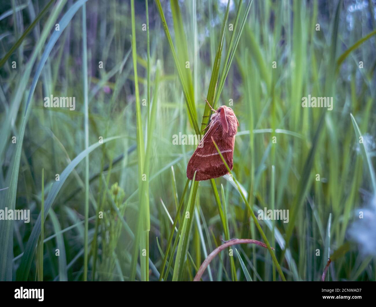 Beautiful gypsy moth Lymantria dispar with long narrow rabbit-like ears sitting and resting on a grass in the park. Stock Photo