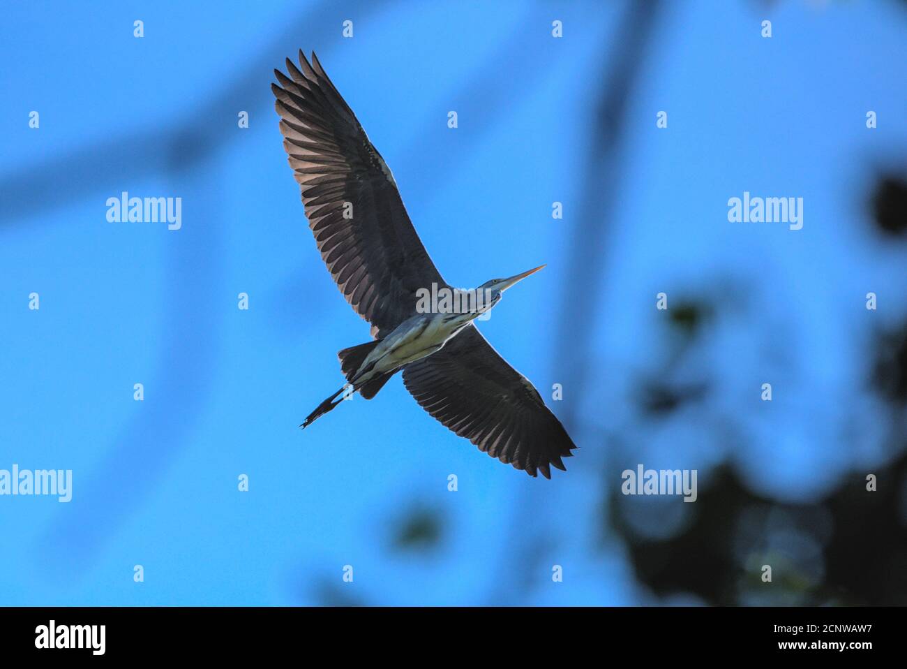 Nahaufnahme eines Graureihers im Flug Stock Photo