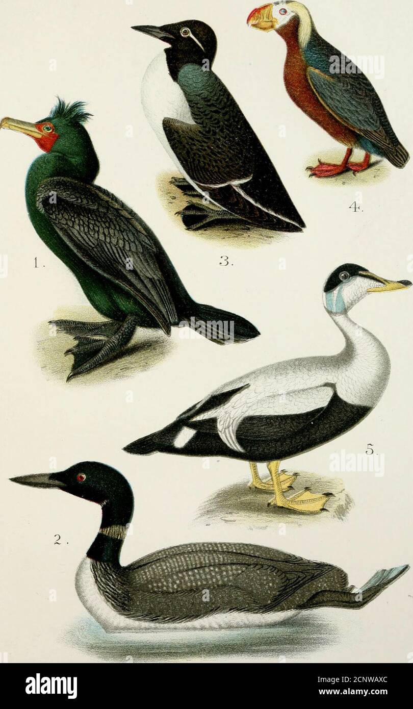 . A popular handbook of the birds of the United States and Canada . h; legsand feet black. During the mating season the male wears crests oflong, thin plumes on the sides of the crown, extending from above theeyes to the nape. In eastern or sea-coast birds these plumes are black,but birds taken in the interior have white mingled with the black, andin Pacific-coast specimens the plumes are entirely white. Length about32 inches. A^est In a crevice of a sea-washed cliff, or on the beach of a lake oron a tree by a river bank; made of twigs and grass, — sometimes entirelyof marine herbage. £ggs. 2- Stock Photo