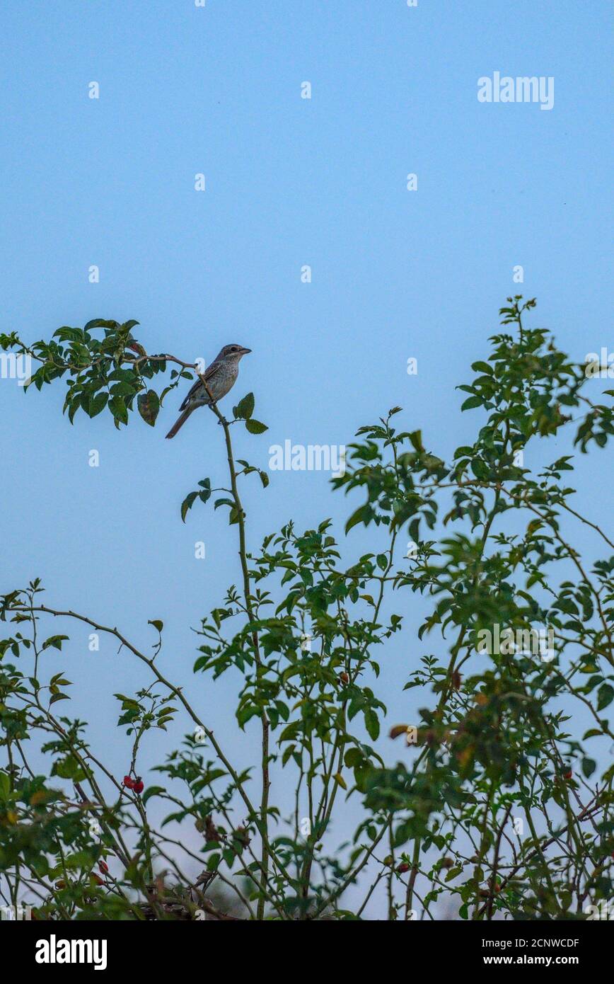 Vogel im Abendlicht auf einem Strauch Stock Photo