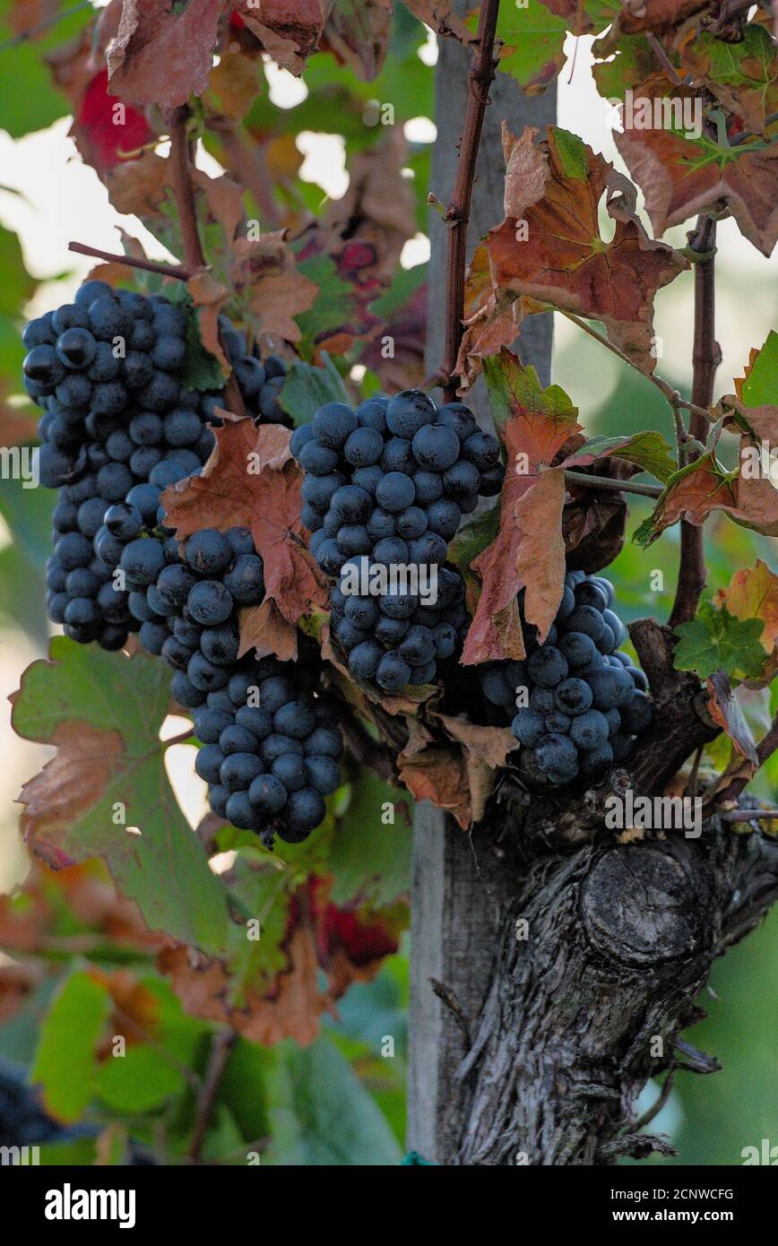 Nahaufnahme einer Weinrebe am Stock mit verwelkten Blättern Stock Photo