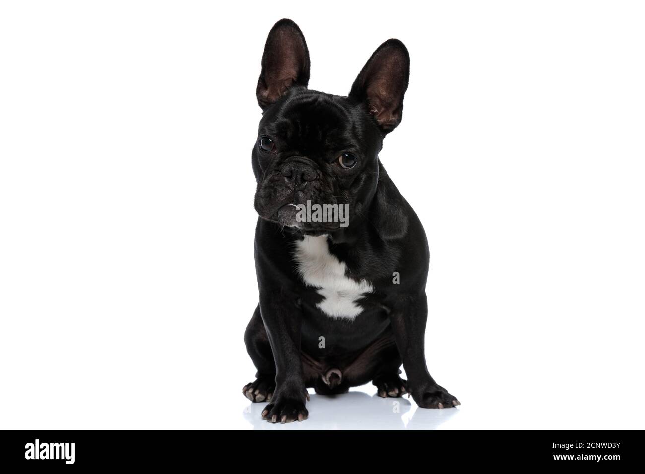 Angry French Bulldog puppy looking forward and being tough, sitting on white studio background Stock Photo