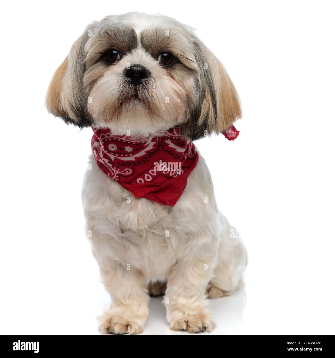 Shih tzu sale bandana