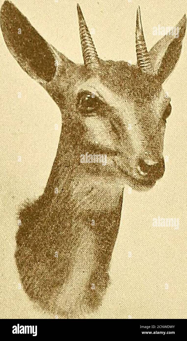 Oribis hires stock photography and images Alamy