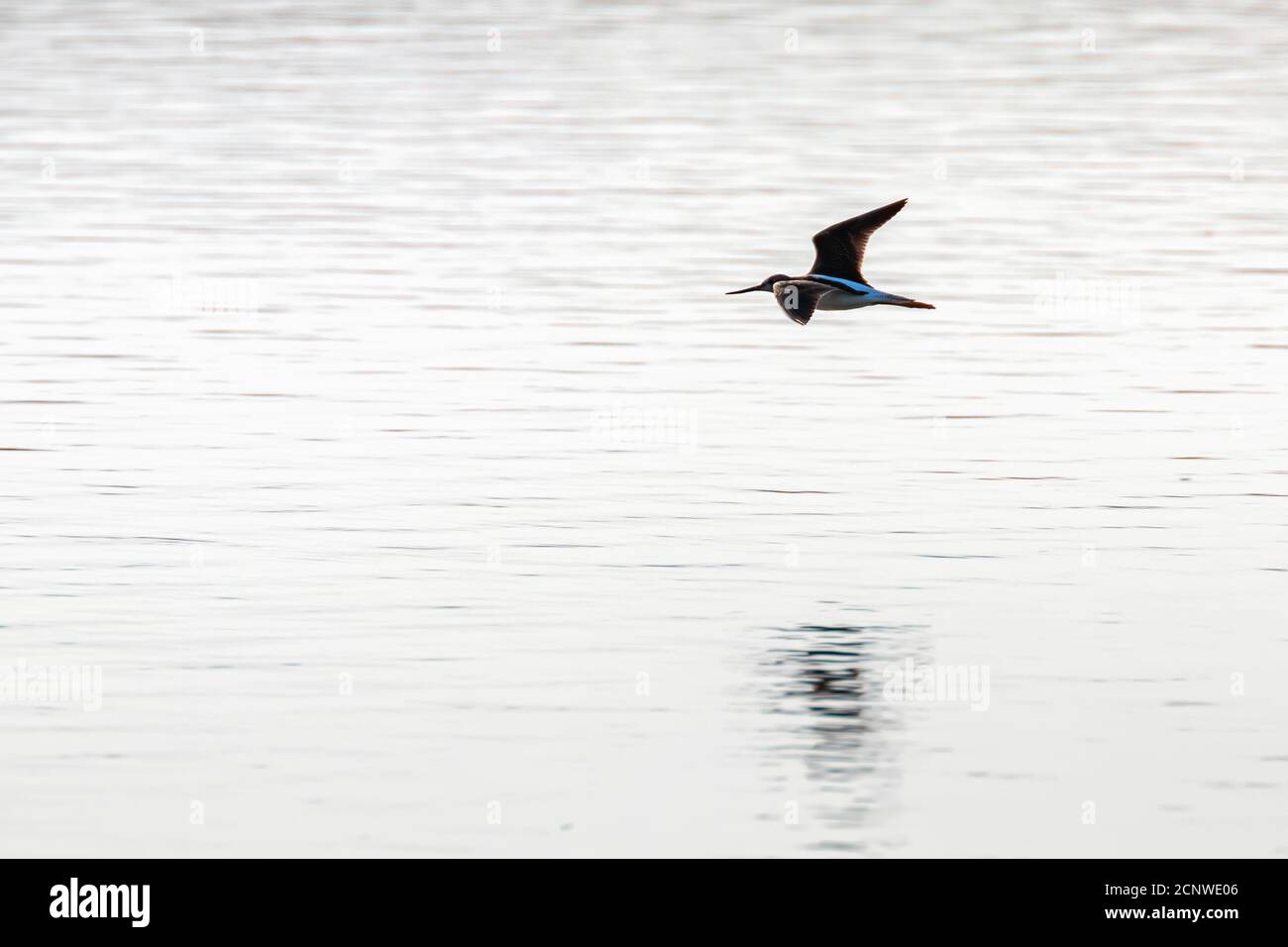 Common Greenshank in flight (Tringa nebularia) natural environment ...