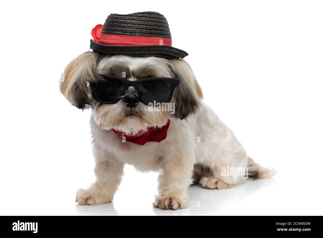 Angry Shih Tzu puppy wearing bowtie hat and sunglasses frowning