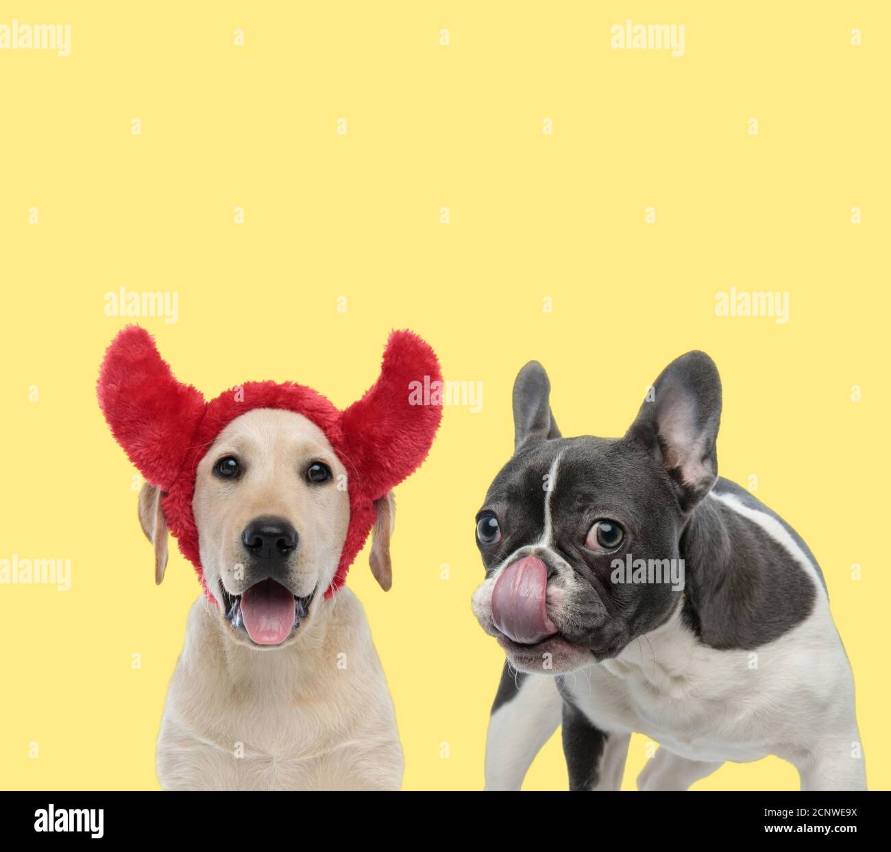 Cute Labrador Retriever Dog Wearing Devil Horns Next To A French