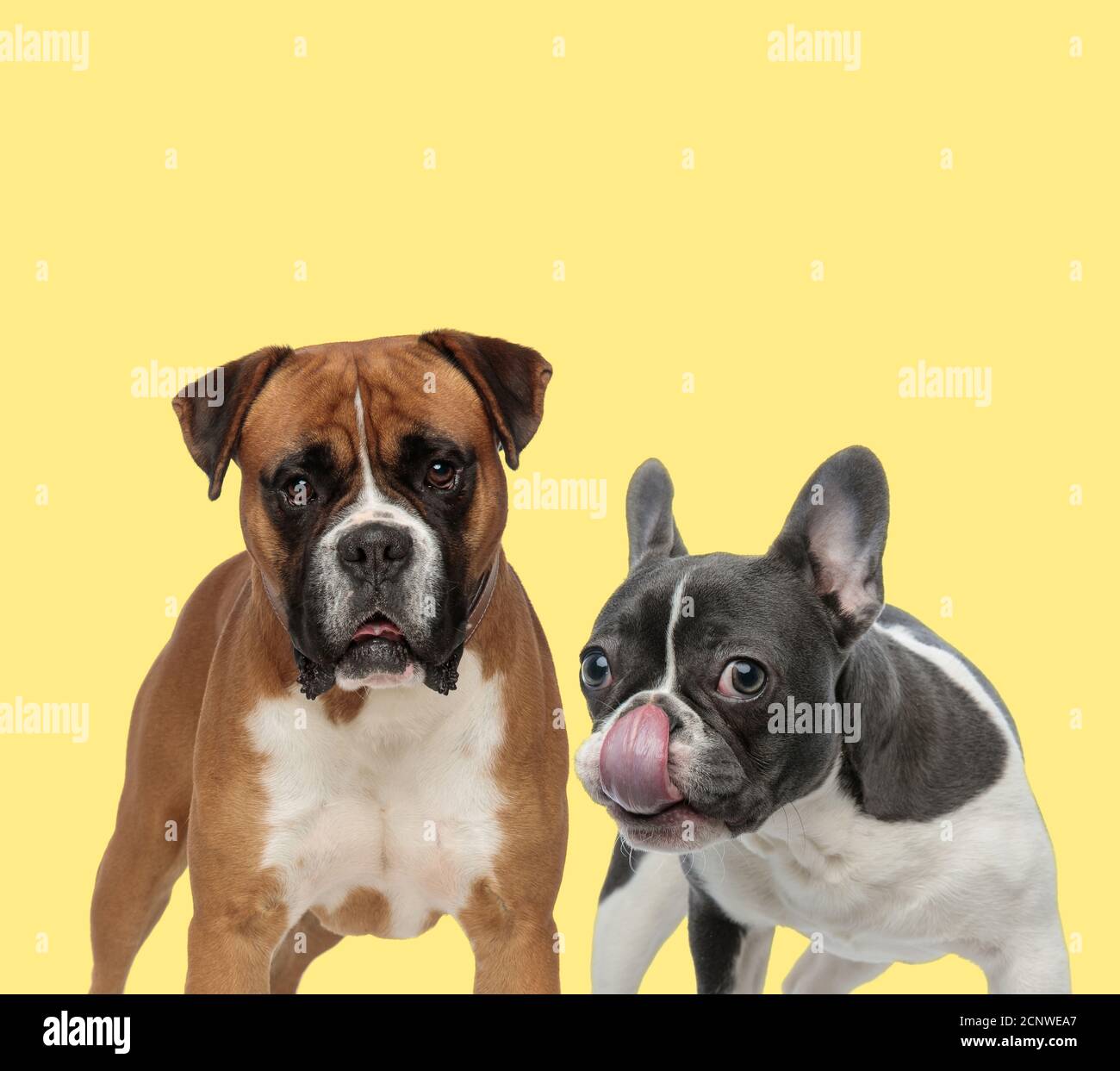 French Bulldog Boxer Puppies