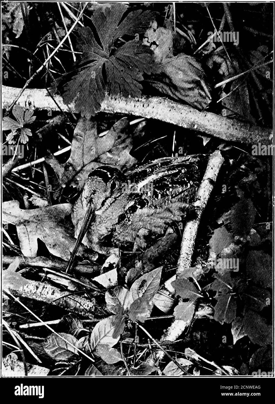 . North American birds eggs . [ lUirty f,ray.| North American Birds Eggs. Ill. Photo from life by ( . A. Keed.WOODCOCK ON HER NEST. 112 North America n Birds Eggs. [229.] English Snipe. Gallinago galMnago. A common species in Europe; of casual or accidental appearance in Greenland.The bird does not diiSer essentially from our Snipe and its habits are the same. 230. Wilson Snipe. GnlUnago dcUcatn. Range.—North America, breeding from northern United States northward;winters along the Gulf States and to California, and southward. Another favorite game bird, but one which re-quires skill to hunt s Stock Photo