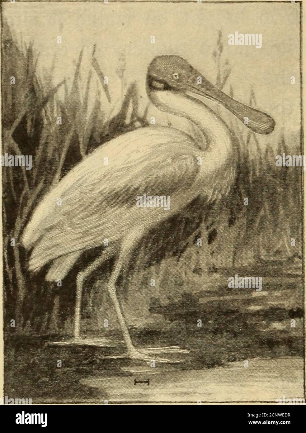 . Half hours with fishes, reptiles, and birds . Fig. 142. —Flamingo. 178 SOME WADING BIRDS (Fig. 143), a delicate, rose-colored bird, with a bill so broad-ened at the tip that it resembles a spoon. I have seen them standing on the reefalone or with the ibis (Fig.144). The latter, especiallythe scarlet ibis, is a beauti-ful bird of brilliant plum-age and really a native ofSouth America, thoughcommon in Florida. Theibis was a sacred bird inEgypt years ago, and itsmummy is often found in. Fig. 143.— Roseate Spoonbill. the ancient tombs. The bird isa familiar object along the Nileor on the Delta. Stock Photo