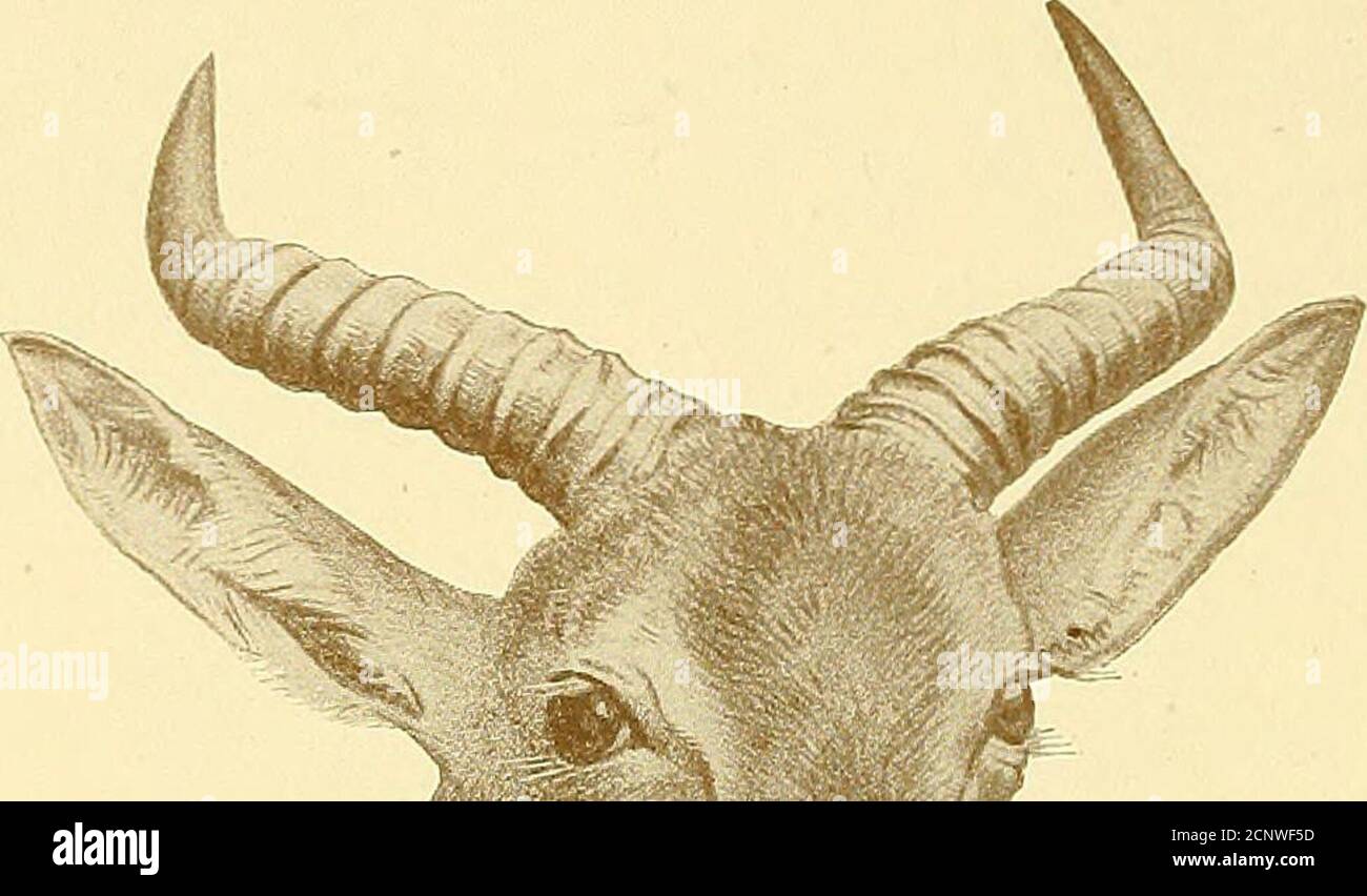 . Records of big game with their distribution, characteristics, dimensions, weights, and horn & tusk measurements . Head of Blesbok. OWNERS MEASUREMENTS. i8| ? W. Colson. 18 64 IOg Orange River Colony . F. R. N. Findlay. 17I Do. C. S. Mann. ni 6i 81 Transvaal . J. B. Wheelwright. 174 61 ioi Orange River Colony Capt. W. Jardine. 17 H ? Major W. Anstruther Gray. 17 6f 9h ? J. C. Phillips. i6§ 7 7 Orange River Colony Count E. Hoyos. 9i6i 6£ 8| Do. Sir Abe Bailey. 16 6| ioi ? A. F. William. 151 6| 7i Transvaal . H. A. Bryden. 9i4l 4l H Orange River Colony . P. C. Keytel. 1 Weight, 180 lbs. Height Stock Photo