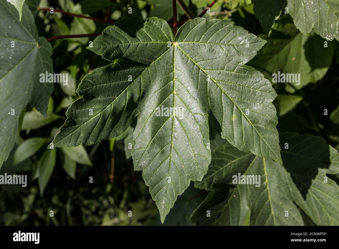 A branch of green leaves of wild wine in the forest Stock Photo
