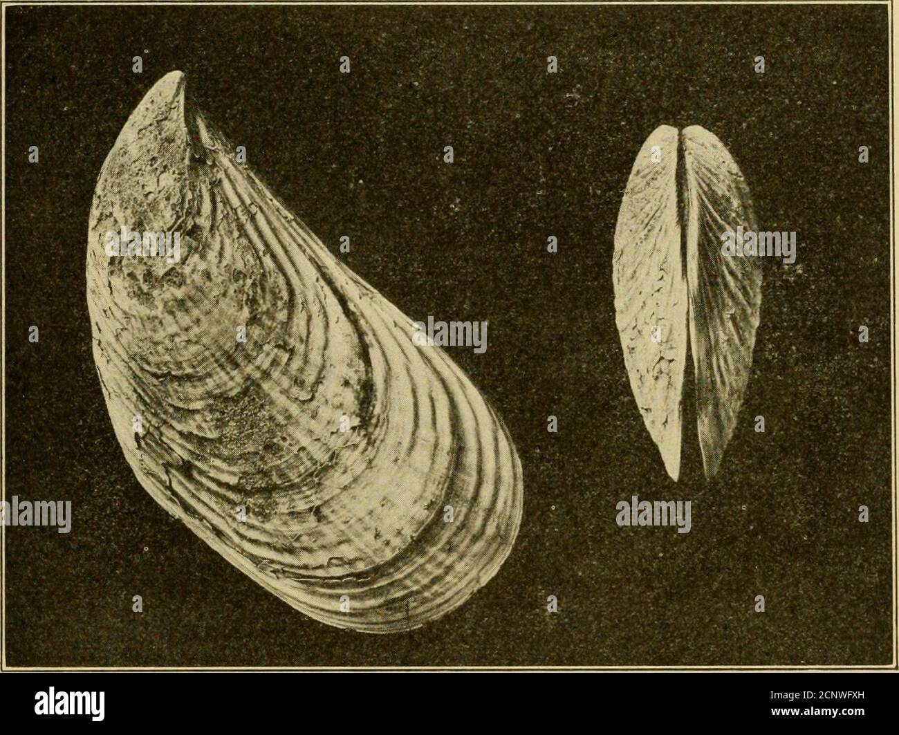 Clustered Balloon High Resolution Stock Photography And Images Alamy