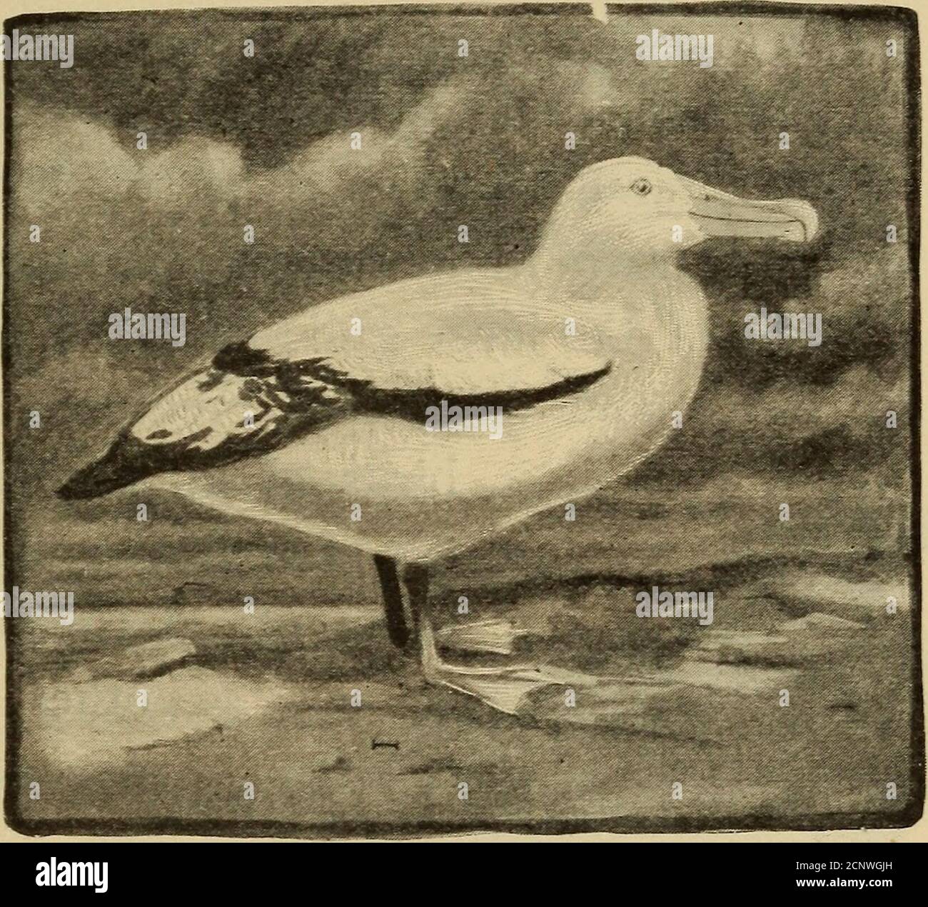 Lookslike High Resolution Stock Photography And Images Alamy Lookslike High Resolution Stock Photography And Images Alamy