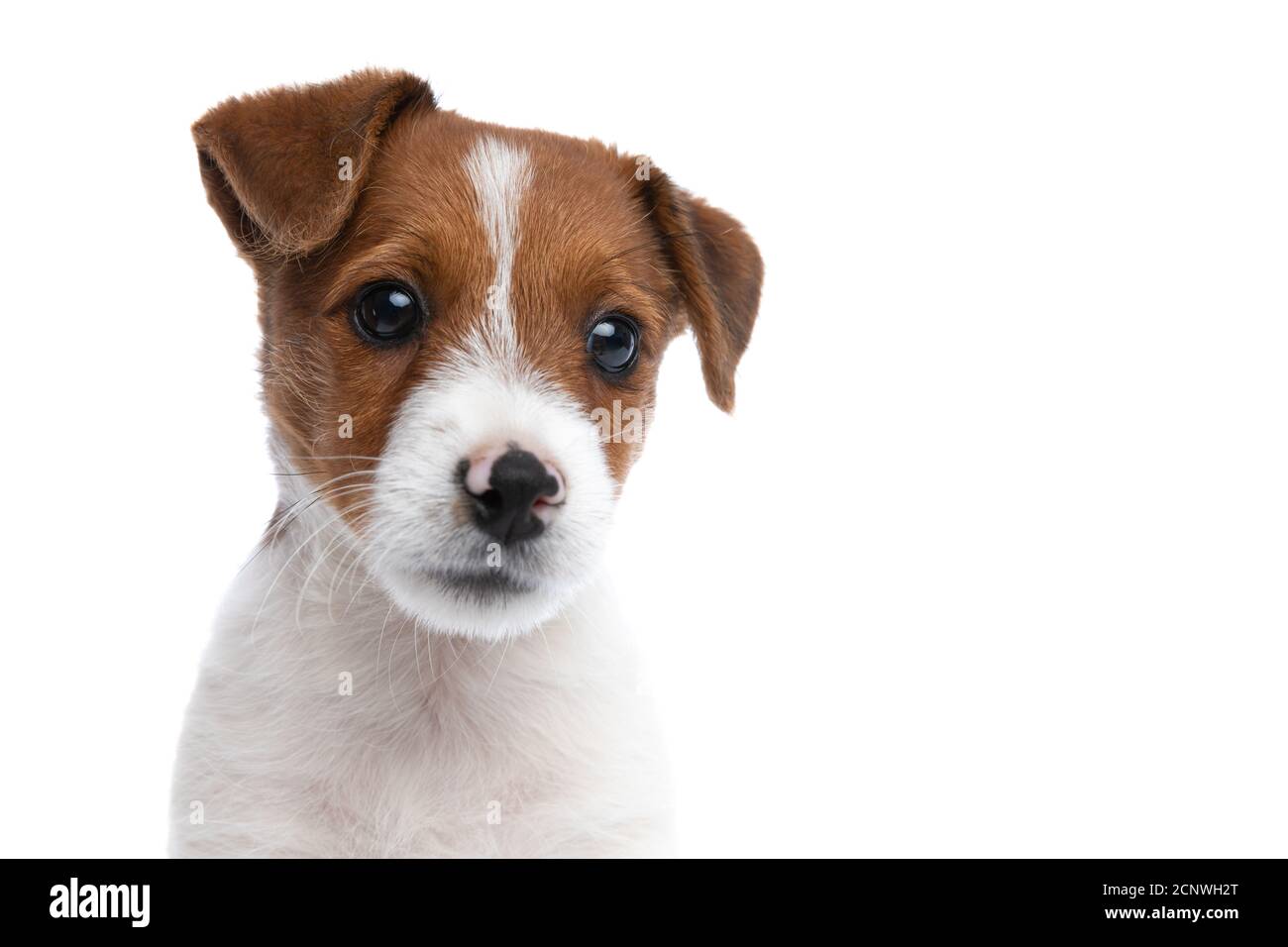 close up on a beautiful jack russell terrier dog with big shiny eyes and  white-brown fur sitting against white background and looking away Stock  Photo - Alamy