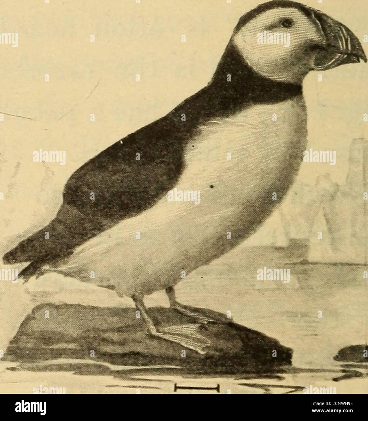 Half hours with fishes, reptiles, and birds . Fig. 117. — Murre. nel is  often taken bya rabbit that insistsupon bringing up itsfamily in the same  den.Among the most skill-ful divers