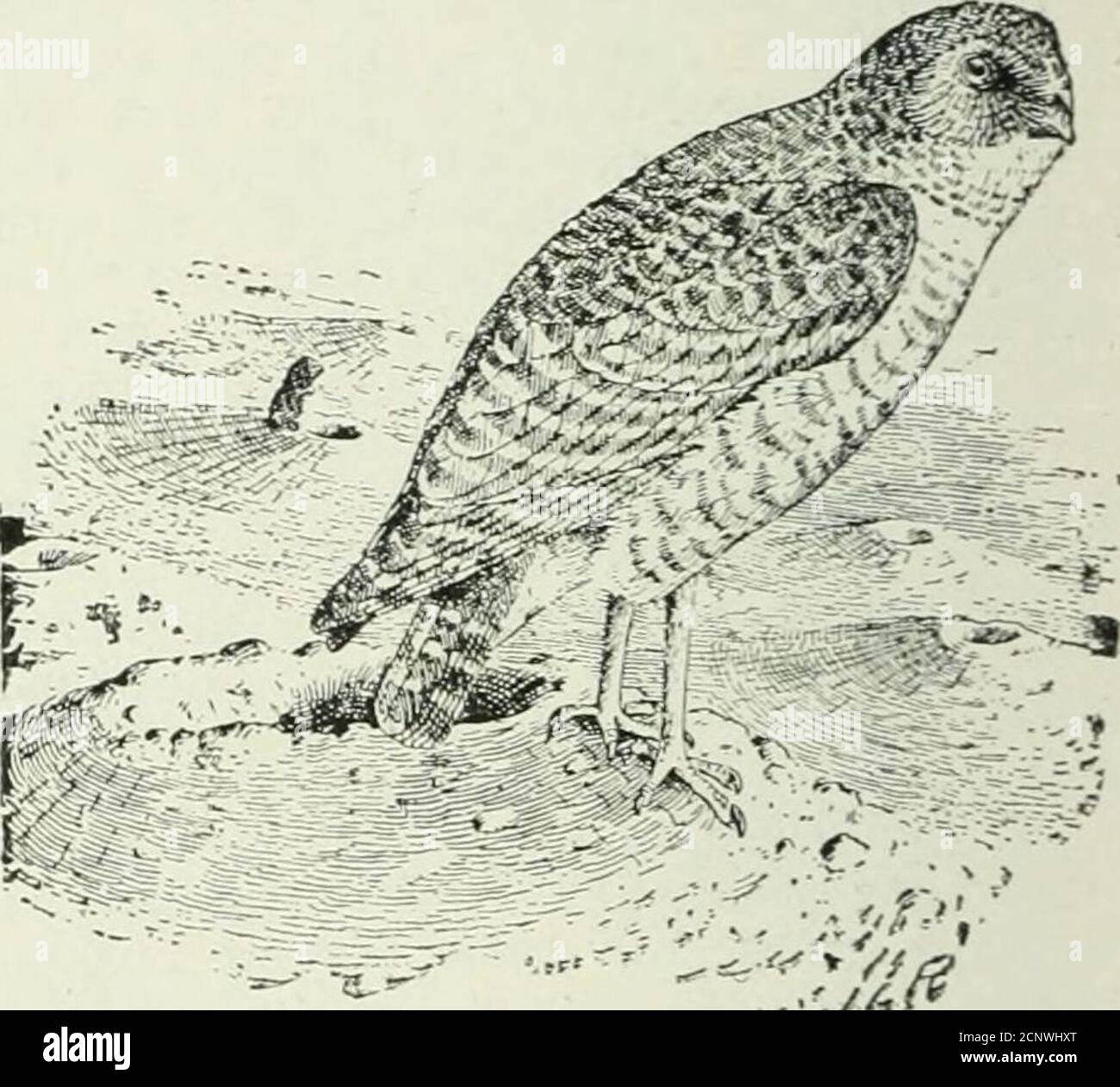 What is a Bird Expert Called: Ornithology Explained