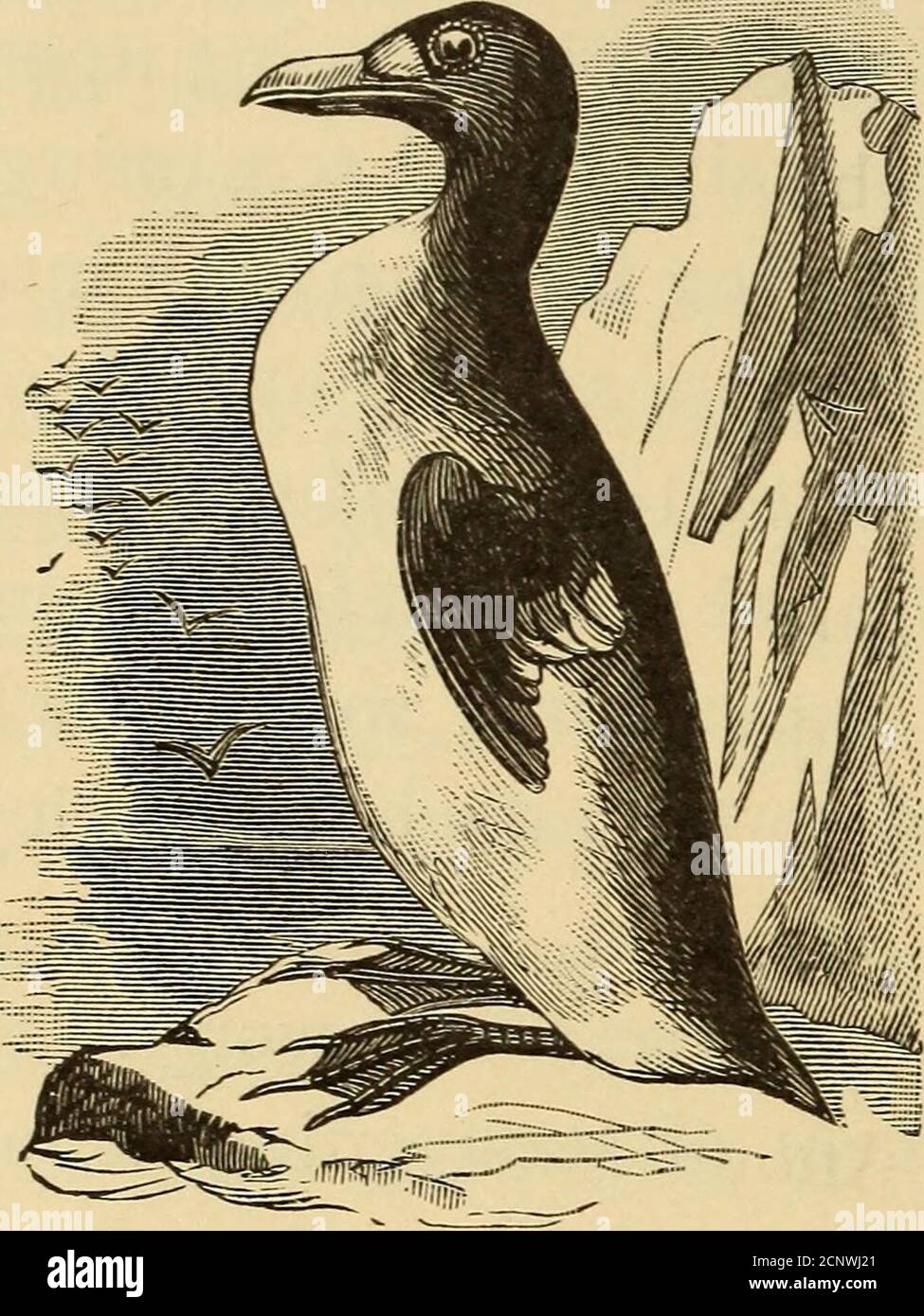 . Half hours with fishes, reptiles, and birds . Antarctic regions the aukis to the North. It bears a strong resemblance to that singular bird, and is one ofthe least valuable to man.The auks are particularly in-teresting from the fact thatthe giant of the tribe, the greatauk (Fig. 114), has becomeextinct since the discovery ofAmerica. Three hundred yearsago it was very common, andnear Iceland was killed bythe boatload ; and that itranged the coast as far southas the coast of Maine is shownby the presence of bones inthe shell mounds of that State.The great auk was a fine-looking bird, standing Stock Photo